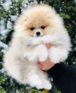 Pomeranski špic,Pomeranac,Pomeranian,Boo štenci Slika 2 Pomeranski špic,Pomeranac,Pomeranian,Boo štenci Slika 2