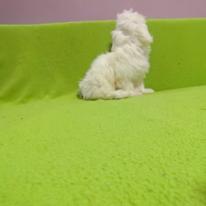 Maltezer štenci Slika 7 Maltezer štenci Slika 7