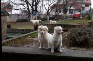 Beli švajcarski ovčar štenci Slika 4 Beli švajcarski ovčar štenci Slika 4