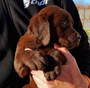 Čokoladni labrador štenci Slika 1 Čokoladni labrador štenci Slika 1