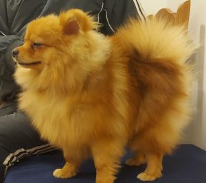 Pomeranac Slika 9 Pomeranac Slika 9