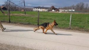 Nemački ovčar Slika 9 Nemački ovčar Slika 9