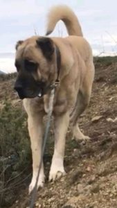 Turski Kangal-5 ženki Slika 1 Turski Kangal-5 ženki Slika 1
