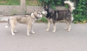 Štenci sibirskog haskija Slika 3 Štenci sibirskog haskija Slika 3