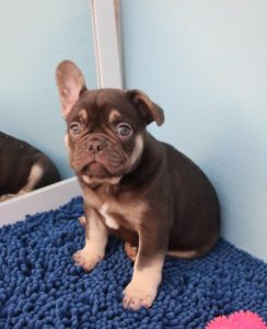 Francuski buldog vrhunski štenci Slika 3 Francuski buldog vrhunski štenci Slika 3