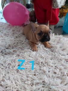 Francuski buldog – štenci Slika 3