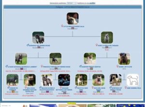 Francuski buldog, štenci Slika 5 Francuski buldog, štenci Slika 5