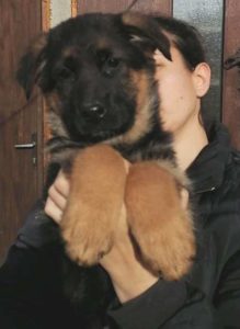 Nemački ovčar, štenci Slika 3 Nemački ovčar, štenci Slika 3