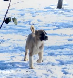 Turski kangal štenci Slika 1 Turski kangal štenci Slika 1