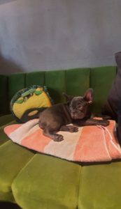 Francuski buldog Slika 3 Francuski buldog Slika 3