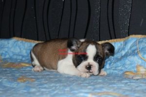 Francuski Buldog Slika 3 Francuski Buldog Slika 3