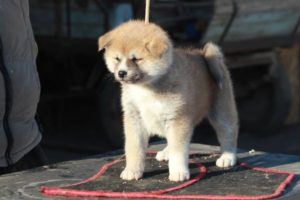 Akita Inu Slika 3 Akita Inu Slika 3