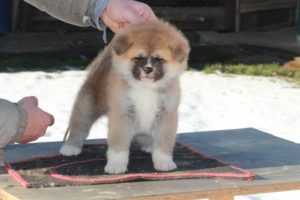 Akita Inu Slika 7 Akita Inu Slika 7