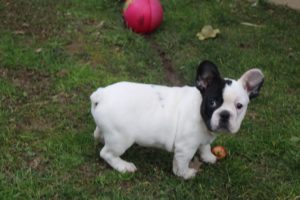 Francuski buldog Slika 3 Francuski buldog Slika 3