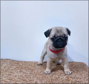 Mops štenci Slika 6 Mops štenci Slika 6