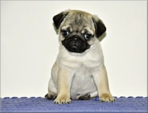 Mops štenci Slika 7 Mops štenci Slika 7