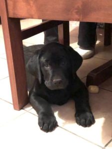 Labrador Slika 5