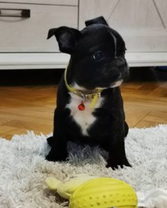 Francuski Buldog Slika 3 Francuski Buldog Slika 3