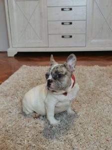 Francuski Buldog Slika 5 Francuski Buldog Slika 5