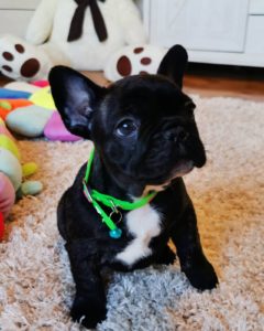 Francuski Buldog Slika 3 Francuski Buldog Slika 3