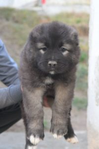 Kavkaski ovčar ŠTENCI Slika 2 Kavkaski ovčar ŠTENCI Slika 2