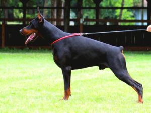 Doberman stenci Slika 1 Doberman stenci Slika 1