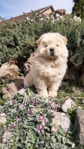 Chow chow cau cau stenad Slika 2 Chow chow cau cau stenad Slika 2