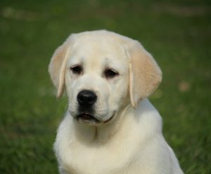 Labradori Slika 2 Labradori Slika 2