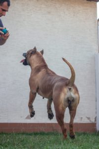 Presa Kanario Slika 2 Presa Kanario Slika 2