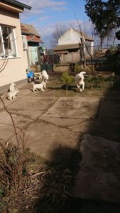 Beli švajcarski ovčar Slika 10 Beli švajcarski ovčar Slika 10