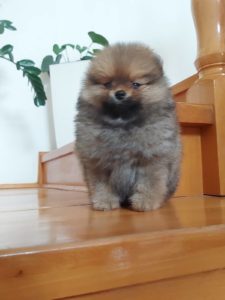 Pomeranac štenci Slika 3 Pomeranac štenci Slika 3