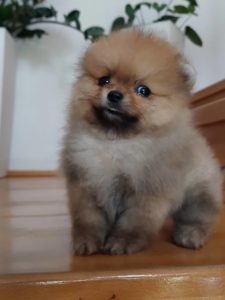 Pomeranac štenci Slika 4 Pomeranac štenci Slika 4