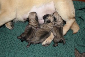 Mops Slika 8 Mops Slika 8