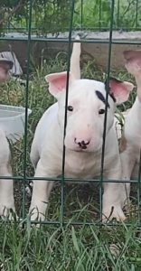 Bull Terrier štenci Slika 1