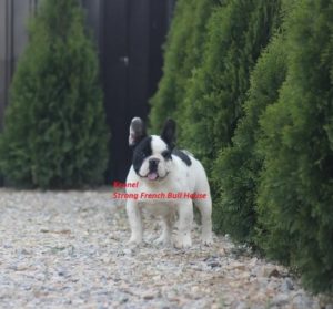 Francuski Buldog Slika 2 Francuski Buldog Slika 2