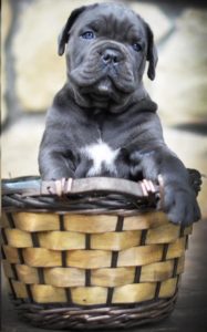Cane corso Slika 3 Cane corso Slika 3