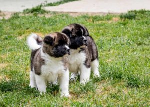 Američka Akita Slika 4 Američka Akita Slika 4