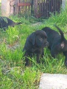 Labrador Retriver Slika 1 Labrador Retriver Slika 1