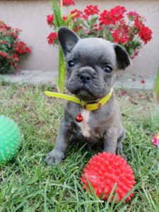 Francuski Buldog Slika 6 Francuski Buldog Slika 6