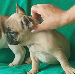 Francuski buldog štenci egzotičnih boja Slika 2 Francuski buldog štenci egzotičnih boja Slika 2