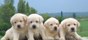 Labrador retriver Slika 5 Labrador retriver Slika 5