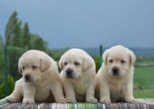 Labrador retriver Slika 9 Labrador retriver Slika 9
