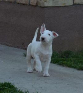 Bull terrier štenci Slika 6 Bull terrier štenci Slika 6