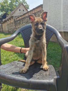 Nemački ovčar štenci Slika 7 Nemački ovčar štenci Slika 7