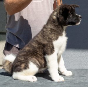 Američka Akita štenci Slika 8 Američka Akita štenci Slika 8