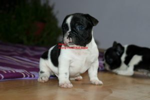 Francuski Buldog Slika 1 Francuski Buldog Slika 1