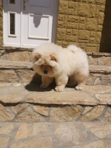Chow chow kvalitetni štenci Slika 1 Chow chow kvalitetni štenci Slika 1