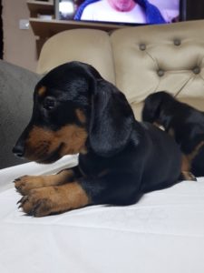 Jazavicar, štenci Slika 2 Jazavicar, štenci Slika 2