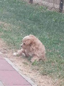 Malti poo Slika 4 Malti poo Slika 4