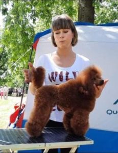 Crvena toy pudla, šampionskog porekla Slika 4 Crvena toy pudla, šampionskog porekla Slika 4
